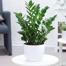 Top 10 vật phẩm phong thủy giúp gia tăng tài lộc, may mắn năm 5 đồ phong thủy